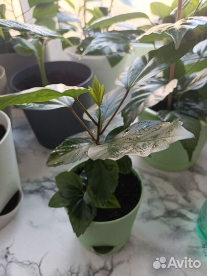 Гибискус красный