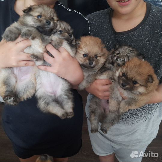 Шпиц малый немецкий