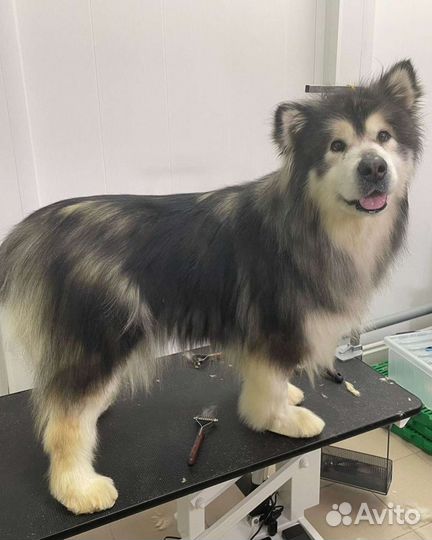 Груминг собак