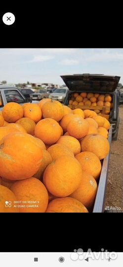 Растеневодство Семена Арбуза Дыней