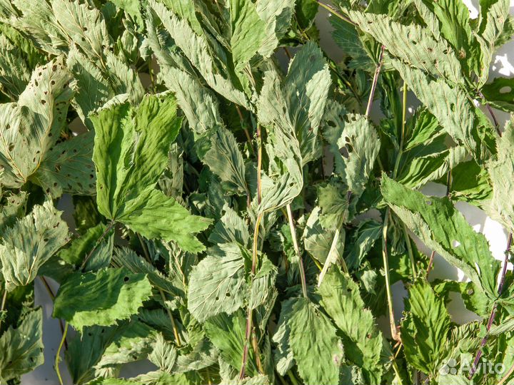 Лист таволги (лабазника), 50г