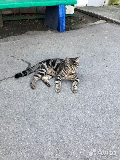 Кот в добрые руки