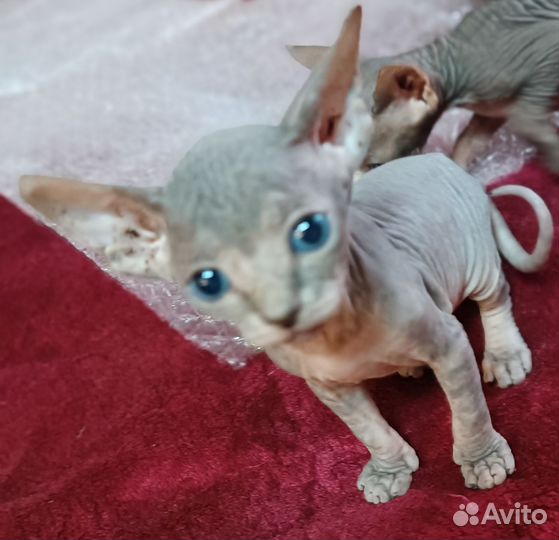 Канадский сфинкс котенок