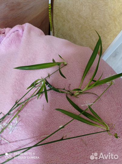 Сансевиерия, алое, рео, толстянка, хлорофитум