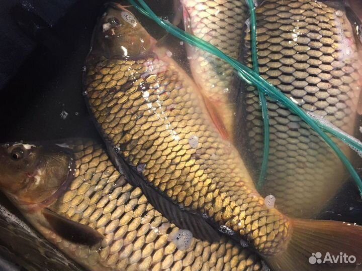 Опт живая рыба карп, Белый Амур, Толстолобик