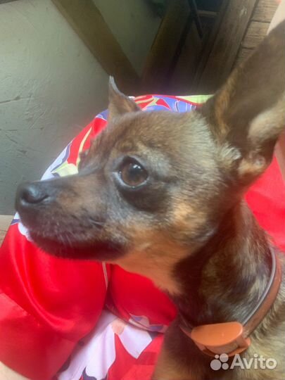 Мини той терьер вязка