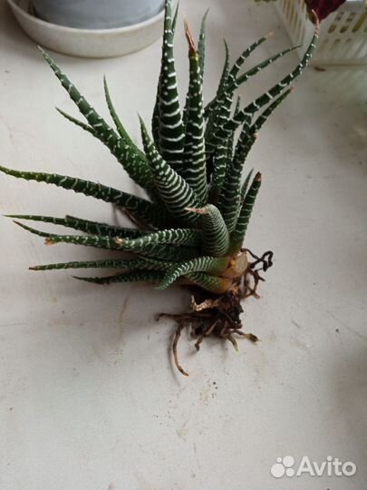 Хавортия полосатая