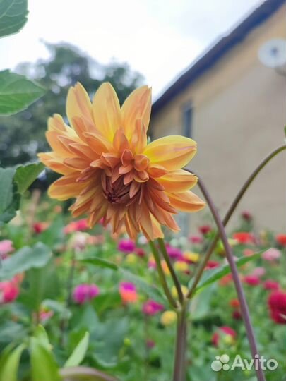 Георгины клубни