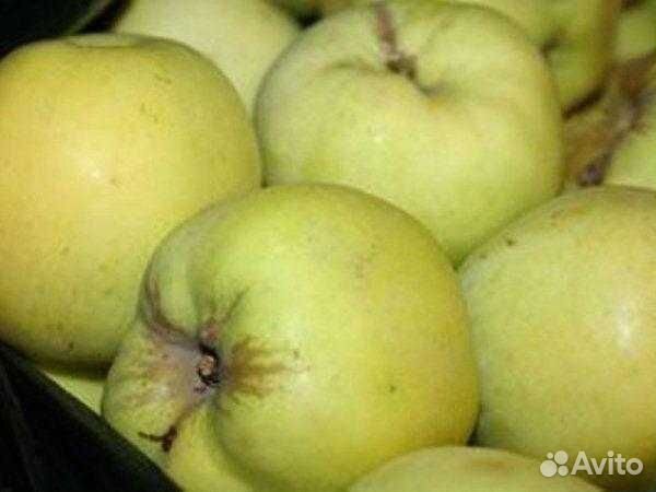 Яблоки, черноплодная, рябина, чайный гриб