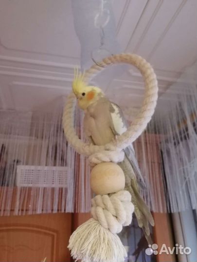 Попугай корелла птенец