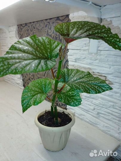 Бегония декоративно лиственная