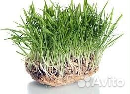 Семена газонных трав