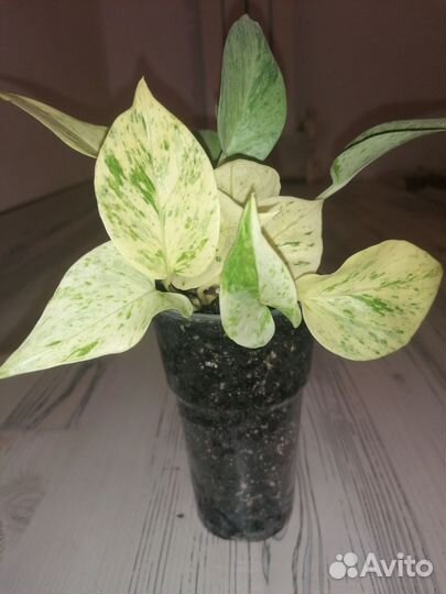 Эпипремнум Сноу квин