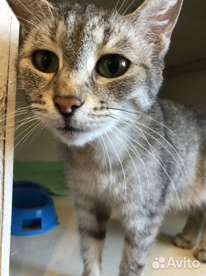 Кошечка ищет дом