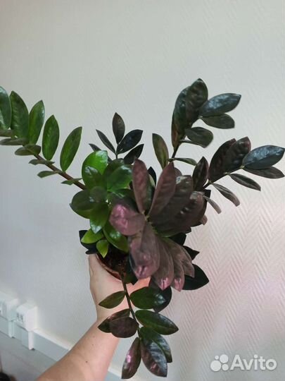 Замиокулькас, педилантус