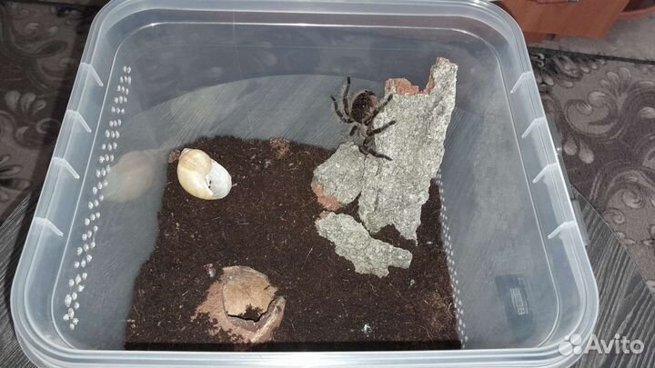 Паук птицеед