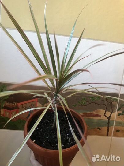 Комнатные растения цветы Драцена