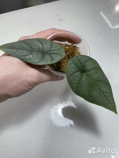 Алоказия ред грей