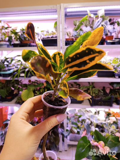 Калатеи и другие комнатные