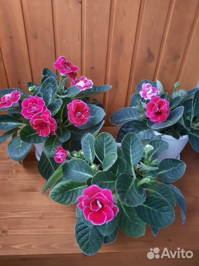 Глоксиния-листья Брокада