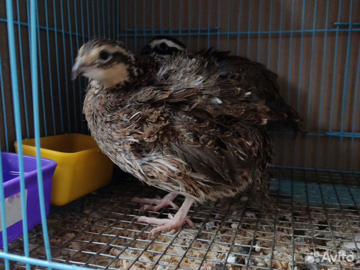 Перепел вергинкий