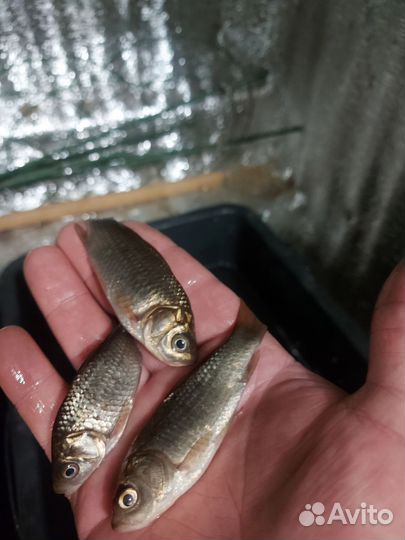 Живец карась 10р.шт.Злынка