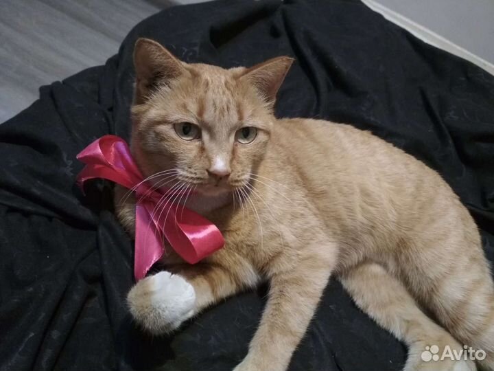 Кошка в дар бесплатно