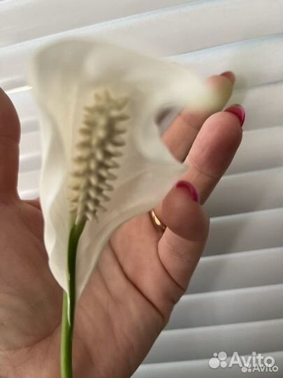 Спатифиллум