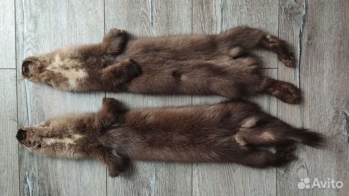 Шкурка Приморского соболя (бронь)