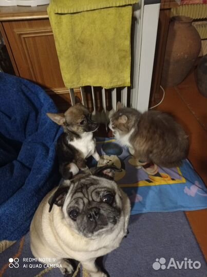 Вязка кобель чихуахуа