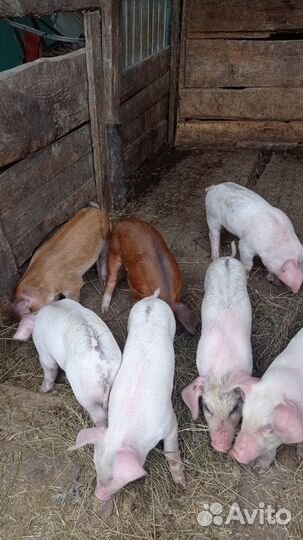 Поросенок Ландрас и Дюрок