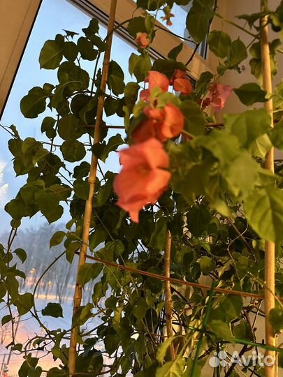 Цветы бугенвилия