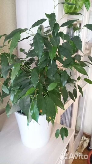 Фикус бенджамина и др. комнатные растения