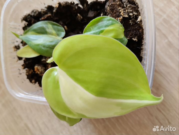 Филодендрон