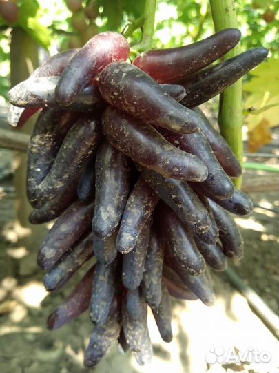 Саженцы и черенки винограда