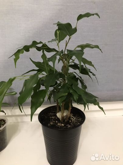 Бенджамина