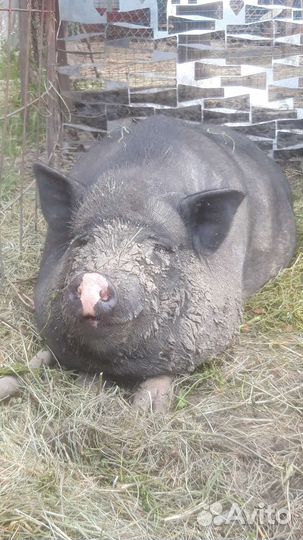 Вьетнамские вислобрюхие поросята, свинки