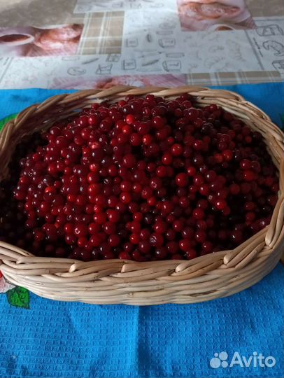 Брусника свежая