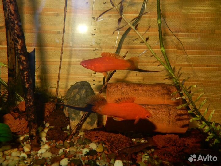 Пецилии, Меченосцы, Малахитовые гуппи, Креветки