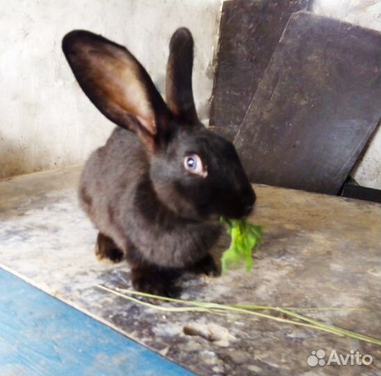 Кролики на мясо