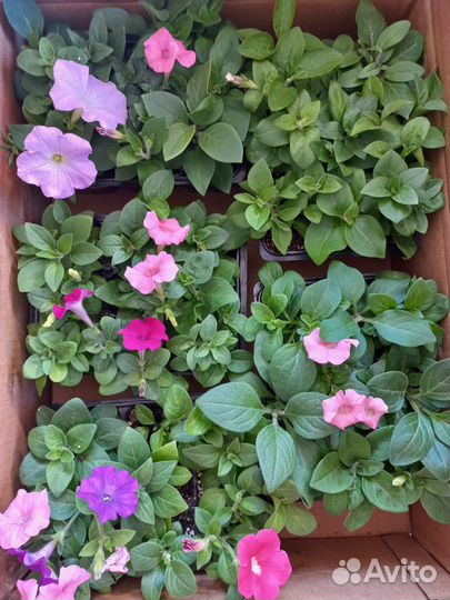 Цветы петунии рассада