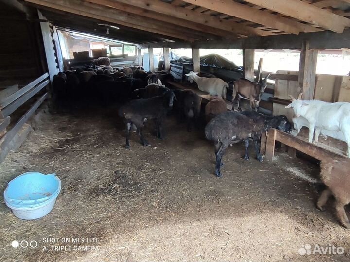 Овцы бараны