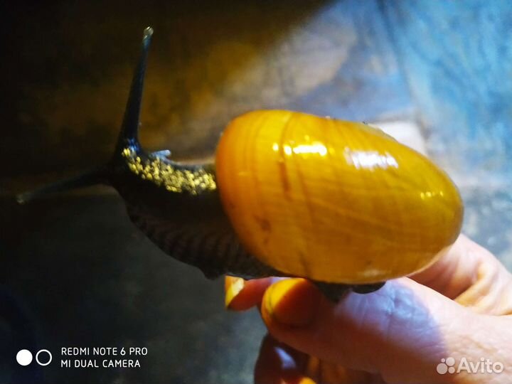 Улитка захриссия гуаненсис, архахатина эгрегия