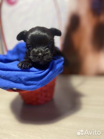 Йоркширский терьер