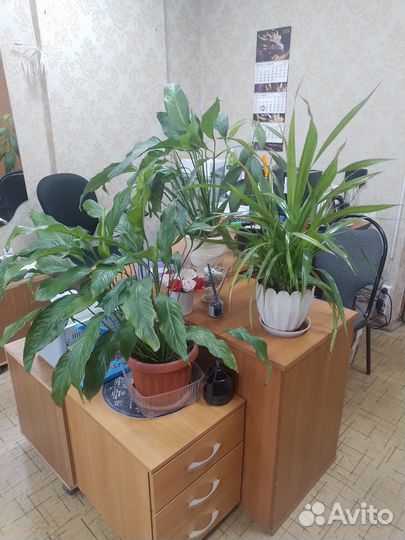 Цветы для дома или офиса