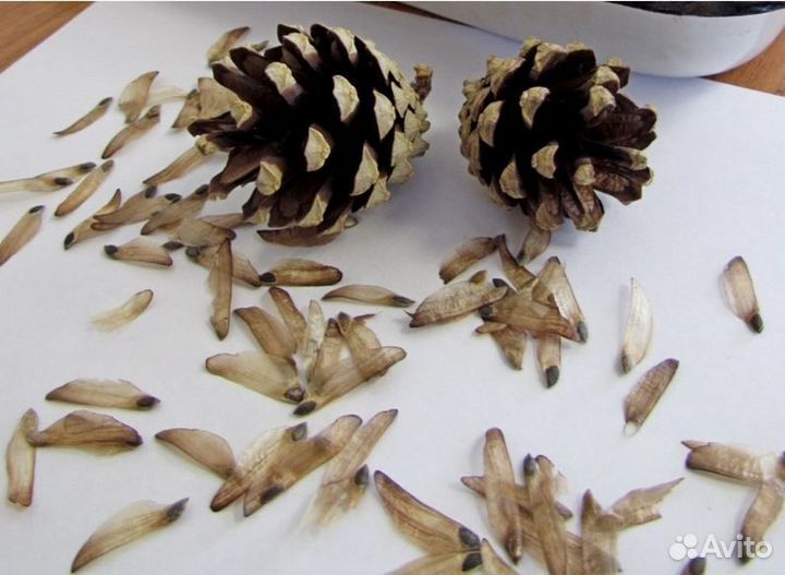 Семена ели на заказ