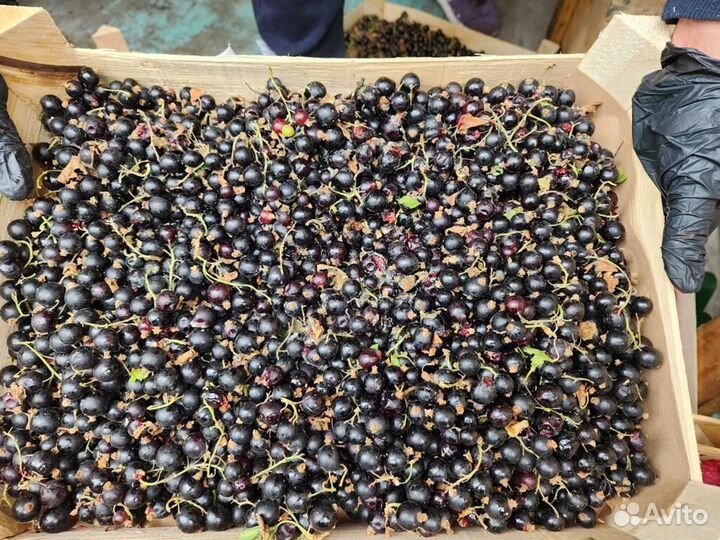 Клубника ягода