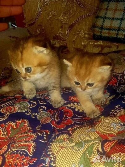 Золотые шиншиллы котята