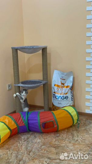 Ласковый котик в добрые руки