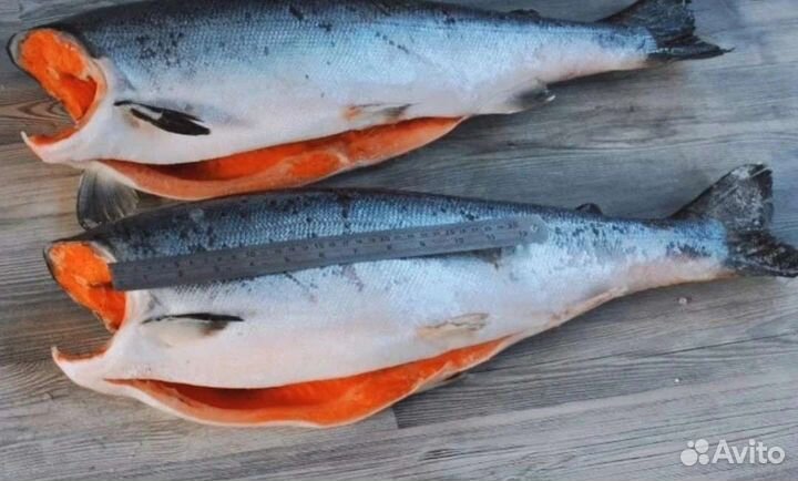 Рыба кижуч, форель